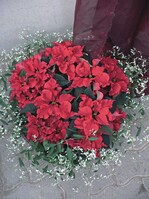 ‘Carousel Dark Red’, eine edle Sorte mit gekräuselten Blättern, lässt sich gut in der Schale präsentieren, hier zusammen mit Euphorbia ‘Diamond Frost’