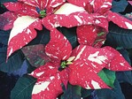 ‘Primero Glitter’, eine der besonderen Poinsettien mit großen Brakteen und creme-weißer Sprenkelung