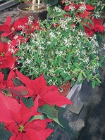 Immer wieder wurde von verschiedener Seite auf die besonderen Eigenschaften der neuen Euphorbia ‘Diamond Frost’ hingewiesen