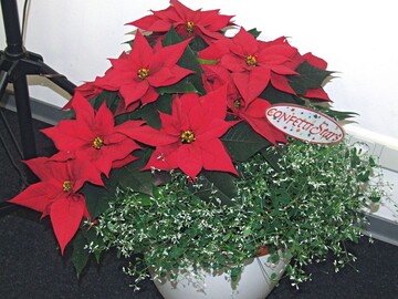 RedFox ‘Silver Fog’ in Verbindung mit Poinsettien