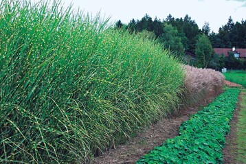 Zebragras und Miscanthus ‘Rotfeder’ neben anderen Stauden im Freiland