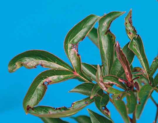 Blattflecken mit herausfallendem Zentrum und Verkrppelungen an den Blttern von Paeonia lactiflora nach Infektion mit Xanthomonas campestris