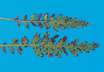 Blattflecken an Achillea-Hybride ‘Altgold’, verursacht durch Xanthomonas campestris
