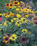 Rudbeckia hirta ‘Chim Chiminee’