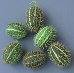 Cucumis zeyherii