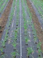 Das Gerät zum Lochen der Folie ist eine eigene Erfindung