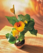 Beliebt und extravagant: Zantedeschia aethiopica