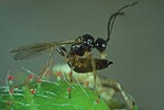 Die Schlupfwespe Aphidius ervi vor der Parasitierung