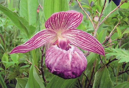 In den Naturreservaten findet man die grobltige Orchidee Cypripedium macranthos