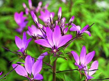 Pflanze des Jahres in Bayern: Cleome Senorita Rosalita"