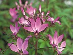 Pflanze des Jahres in Bayern: Cleome ‘Senorita Rosalita’