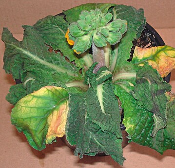 Phytophthora-Wurzelhalsfule und Pythium-Wurzelfule an Primula