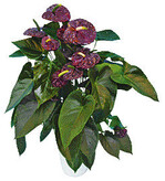 Anthurium andreanum Black Queen ‘RIJN200449’ von Rijnplant