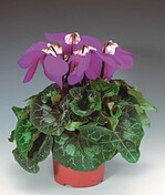 Cyclamen persicum F1 ‘Umbrella’ von Syngenta Seeds