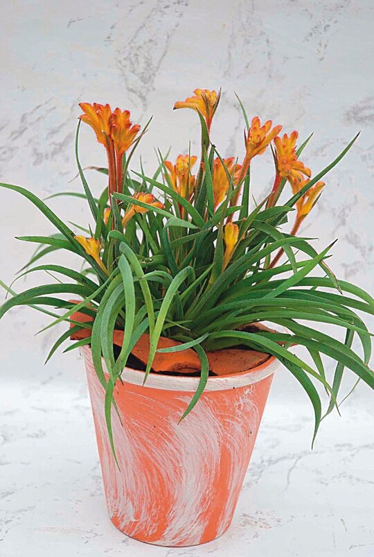Anigozanthos: Den ganzen Sommer markanter Bltenflor