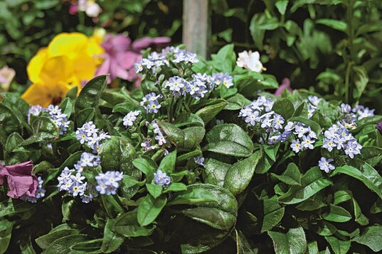 Die Myosotis ‘Mon Amie Blue’ von Ball blht auch ohne Kltereiz sehr frh und lsst sich damit ebenso fr eine Blte im Herbst kultivieren
