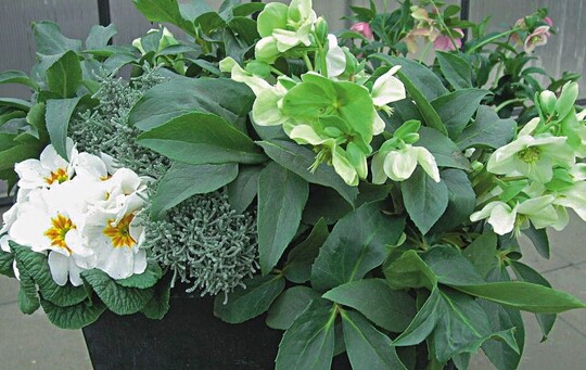 Helleborus  nigercors ‘Green Corsican’