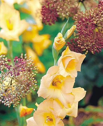 Gladiolen: eine der wichtigsten Schnittblumen im Sommer