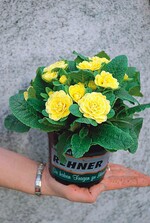 Mit Logo bedruckte Töpfe als multifunktionale Werbeträger