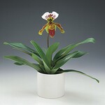 Sehr beliebte Topfpflanzen und Schnittblume: Der Venusschuh