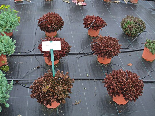 Sedum hakonense ‘Chocolate Ball’ (Kientzler)