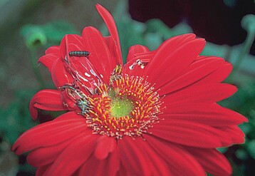 Raupenschaden an Gerbera