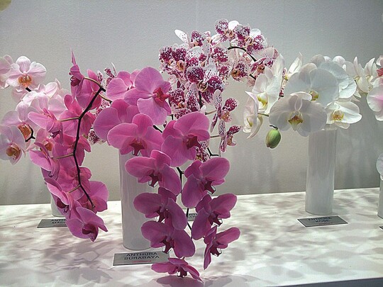 Wei und Pastelltne liegen bei Phalaenopsis voll im Trend