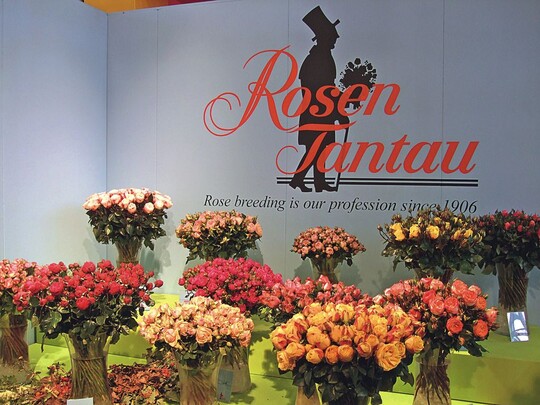Sortiment romantischer Rosen bei Tantau