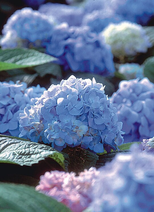 Blhfreudig auch nach falschem Rckschnitt: ‘Endless Summer’ in Blau