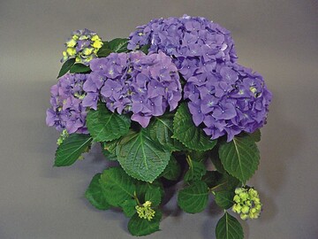 Sorte ‘Early Blue‘. Die Pflanze wurde Anfang August und Anfang September des Vorjahres mit Realis 0,15% behandelt