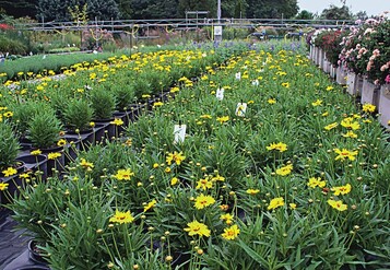 Coreopsis und Delphinium (hinten) im Versuch mit Pflanzenstrkungsmitteln 2007. In der Praxis kann die Ausbringung der Strkungsmittel auch ber Giewagen erfolgen Bild: Koch