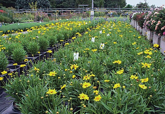 Coreopsis und Delphinium (hinten) im Versuch mit Pflanzenstrkungsmitteln 2007. In der Praxis kann die Ausbringung der Strkungsmittel auch ber Giewagen erfolgen Bild: Koch