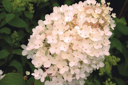 Blht spt und verfrbt sich beim Abblhen rosa: die Rispenhortensie