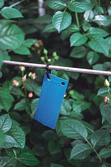 Blautafel zur berwachung von Bltenthripsen in Rosen