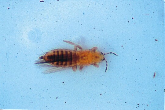 Kalifornischer Bltenthrips in 40-facher Vergrerung auf einer Blautafel