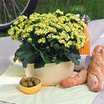 Kalanchoe blossfeldiana ‘Queen Original Ingrid’