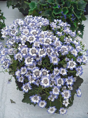 Cineraria „Dreams“ vom Multiflora-Typ sind kompakt und reichblhend