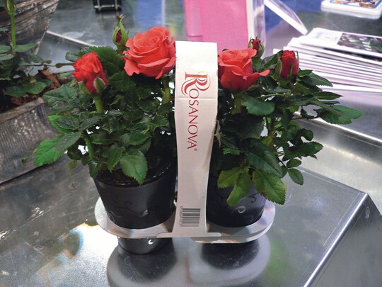 „Twinlock“, ein Zweierpack fr Mini-Rosen von Ove Nielsen