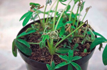 Lupinus: Colletotrichum lupini verursacht unter feucht-warmen Bedingungen starke Pflanzenschden