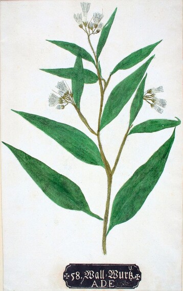 Wall-Wurz aus Botanica in Originali, Johann Hieronymus Kniphof, Erfurt 1733