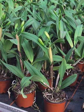 Cattleya kurz vor der Blte
