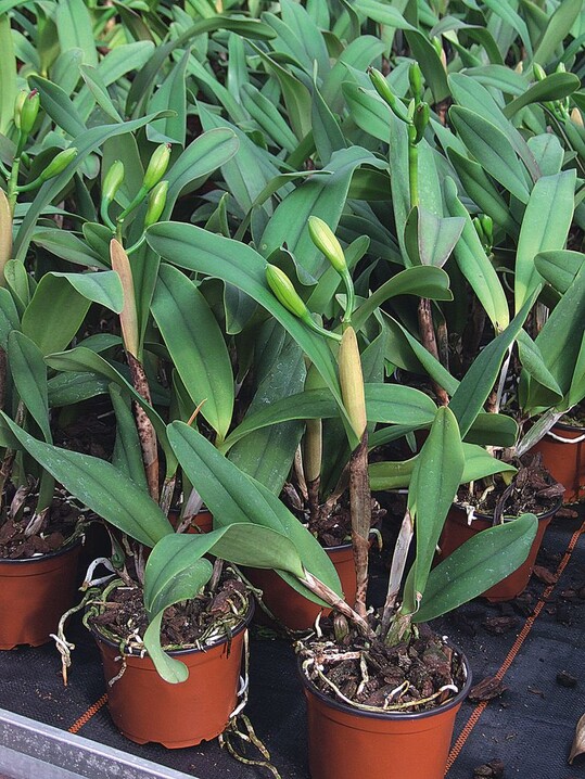 Cattleya kurz vor der Blte