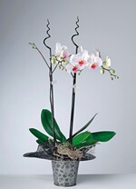 Auch Stäbe können einen Dekowert haben Werkbild