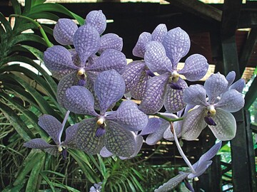 Violette Blten hat Vanda sharon