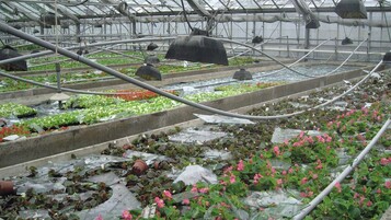 Scherben im Pflanzenbestand: Ein Jungpflanzenbetrieb bei Krefeld hat einen Totalschaden an der Glasflche zu verkraften Bild: Gevau