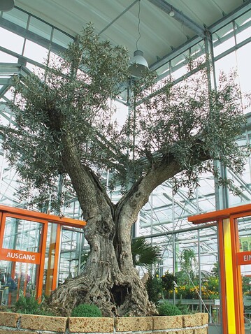 Diese 450 Jahre alte Olive aus Portugal heit den Kunden im Eingangsportal willkommen