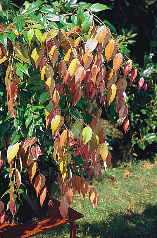 Syzygium ‘Cascade’ Ende Juli 2007 in einem Rdesheimer Garten