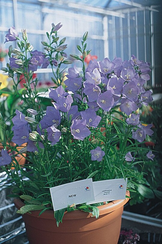 Erreicht eine Hhe von 40 bis 50cm: C. persicifolia ‘Takion Blue’