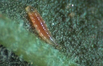 Larve von Feltiella acarisuga saugt an Spinnmilbenei