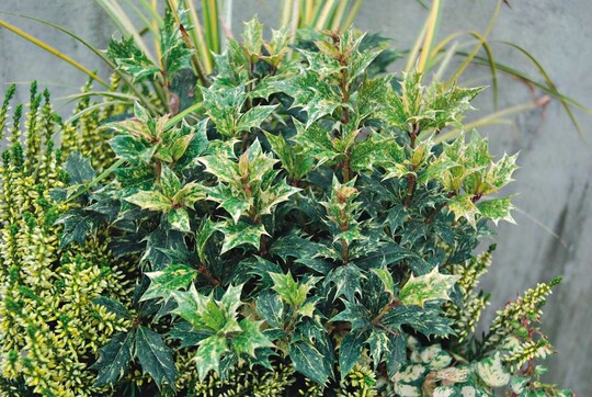 Mit Osmanthus bieten Sie den Kunden den fernen Osten im eigenen Garten